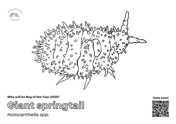 A black and white image of a giant springtail, designed to be coloured in.