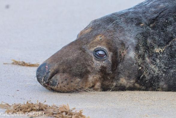 Close-up of a seal resting on the sand with its head turned, showing one eye, surrounded by some seaweed.