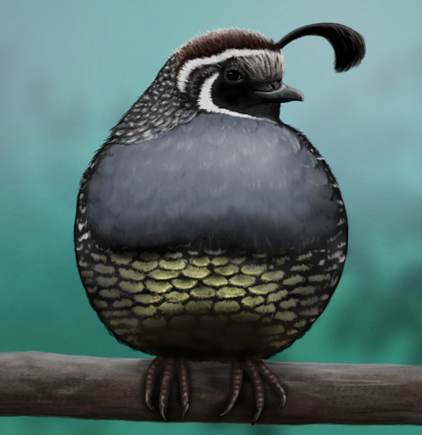 Realistic drawing of a big, very round bird sitting on a thick tree branch. The bird has grey and white feathers on head, ash grey on chest and shiny golden on its belly. It has brush-shaped feathers on its forehead. It's depicted from front side, tail not visible, head turned to right side of picture.