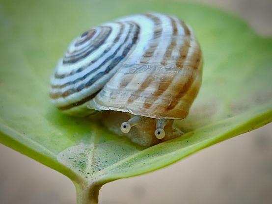 A snail looks shy in this photo.