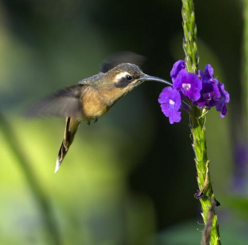 A cinnamon colored hummingbird with a long decurved bill, white eyebrow and small black bandit's mask is sipping from purple verbena flowers growing from a tall stalk. The blurred-out background is garden green. This is the Grey-chinned Hermit. Cocachimba, Peru. Photo by Peachfront.