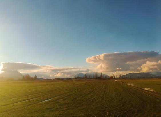 A picturesque rural landscape at sunset, featuring a vast green field with neat rows of crops. The sky is clear and vibrant, transitioning into a soft gradient of blue and warm golden hues. Puffy, dramatic clouds dominate the horizon, with one resembling a towering anvil shape to the right. Bare, tall trees form a line in the middle ground, leading toward distant mountains partially cloaked by the evening haze. Small puddles of water glisten in the field, reflecting the warm light, adding a sense of serenity and depth to the scene.
