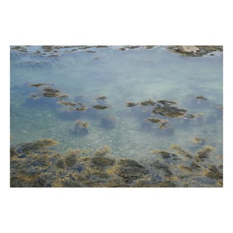 seaweed floating on top of shallow water
