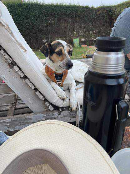 A dog sitting on a pool chair looking sleepy.