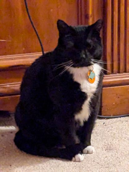 Photo of his cat, a black tuxedo cat, just sitting in front of the TV staring at me. He is very cute.