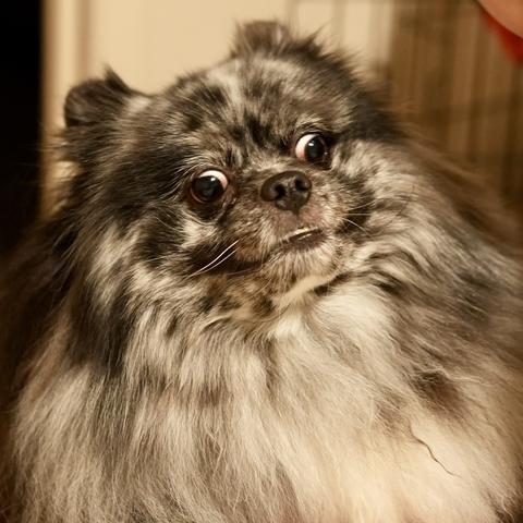 Close up of a Pomeranian face with a silly expression, his 2 eyes looking outwards and teeth slightly showing but not quite.