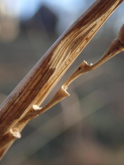 A dry, sand-colored grass stem crosses the image from bottom left to top right. Behind it is a blurry landscape, chopped by the camera into angular geometric regions of translucent color. The grass stem's papery blade is striated with lines of darker brown that undulate along its contours.  It once enfolded an inner stalk that now emerges. This inner stalk is a series of trumpets laid mouthpiece-to-bell, extending up and out of the image to the right. The mouthpieces attach alternately to the top or bottom of the bell's rim, forming a zigzag line. Warm sunset light makes the stem glow.