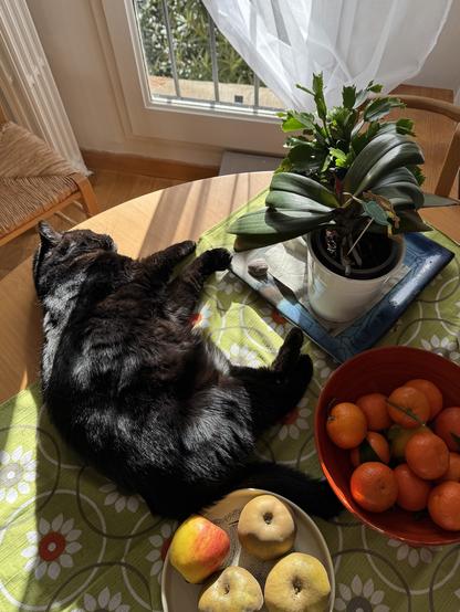 Une table ronde plaquée de bois clair dans un rayon de soleil venant d’une fenêtre à demi voilée, à travers laquelle on aperçoit un laurier. À moitié couchée sur un furoshiki vert à motifs oranges et blancs, une chatte noire au poil luisant. En bas et à droite, deux coupes de fruits (pommes et clémentines), en haut à droite, une orchidée en feuilles et un cactus pas très en forme