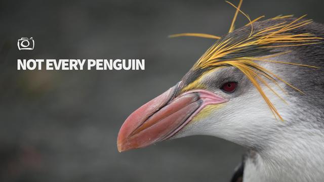 New on YouTube. Penguins.