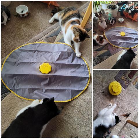 Zwei Katzen spielen wild mit dem elektronischen Fangspiel "Catch the tail"