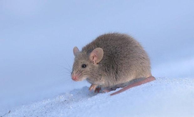 Mus musculus in the snow. By Dion Art (CC BY-SA 4.0).