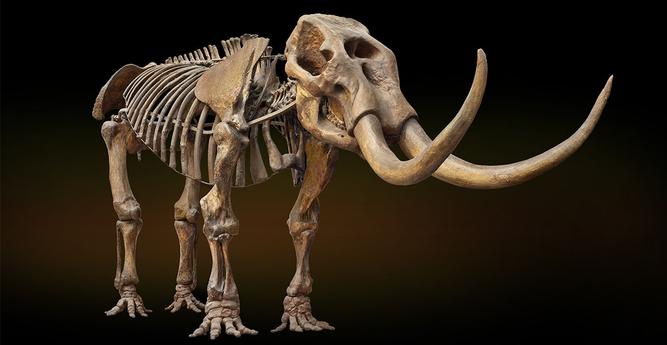Image of mastodon skeleton