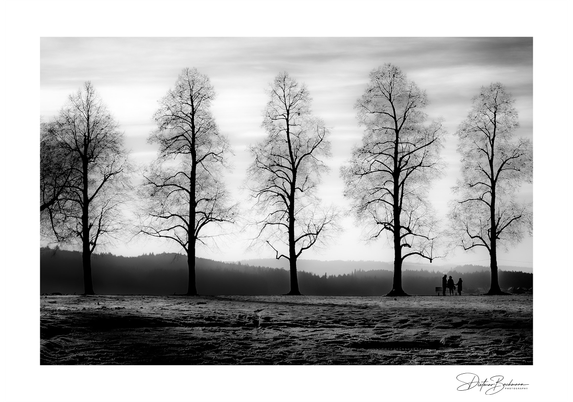 Ein stimmungsvolles Schwarz-Weiß-Foto zeigt eine Reihe von fünf kahlen, hohen Bäumen, die sich vor einem hellen Himmel abheben. Die Bäume werfen lange Schatten auf den schneebedeckten Boden. Im Hintergrund ist eine sanft hügelige, bewaldete Landschaft zu erkennen. Am rechten Bildrand stehen kleine Silhouetten von Menschen bei einer Bank. Die minimalistische Komposition und der starke Hell-Dunkel-Kontrast verleihen dem Bild eine besonders dramatische und poetische Atmosphäre. Die Unterschrift des Fotografen ist unten rechts im Bild zu sehen.