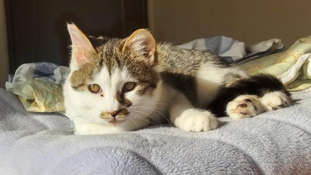 窓ぎわで寝ている猫とワンコ