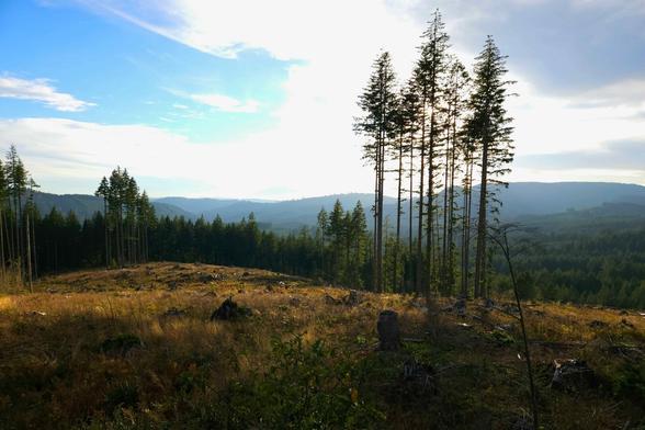 The image shows a scenic landscape with a few tall trees standing on a grassy hill or clearing. In the background, there is a dense forest covering rolling hills and mountains under a partly cloudy sky. The sun appears to be setting or rising, casting a warm light over the scene.