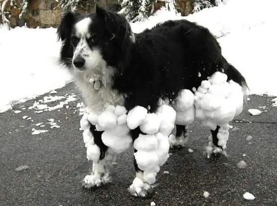 A border collie legs and lower body are covered with stuck on snow balls. 
The dog looks angry.