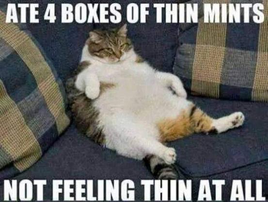 Photo of a very obese cat on a couch. She is reclining on her back against a cushion, so that she resembles a very overweight human reclining backward. Meme text reads, "Ate four boxes of thin mints... Not feeling thin at all."