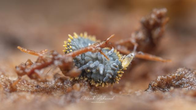 A photograph of a blue bodied, yellow-spined giant springtail crawling upside-down beneath a plant root, while a small yellow slender springtail walks on its head.