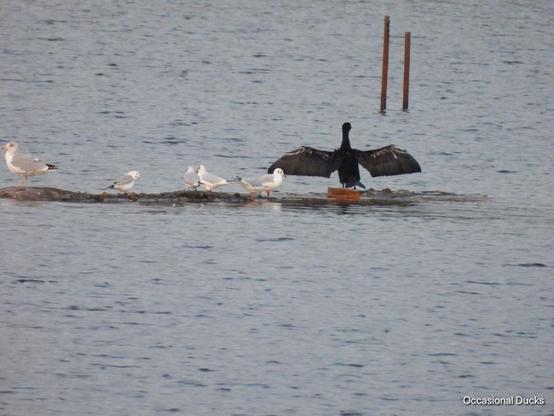 A little mud-island, with a cormorant at one end holding its winds out as though preaching. A herring gull on the opposite end is facing the other way, and some black headed gulls milling about between them like shoppers ignoring a street-preacher.