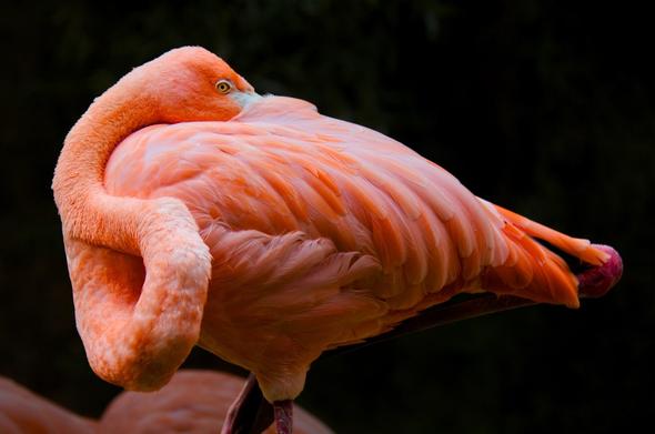 Flamingo. Eingekuschelt in seinen Rücken. Dunkler Hintergrund. Die Beine sind am
Bild abgeschnitten, es ist nur der Körper zu sehen.