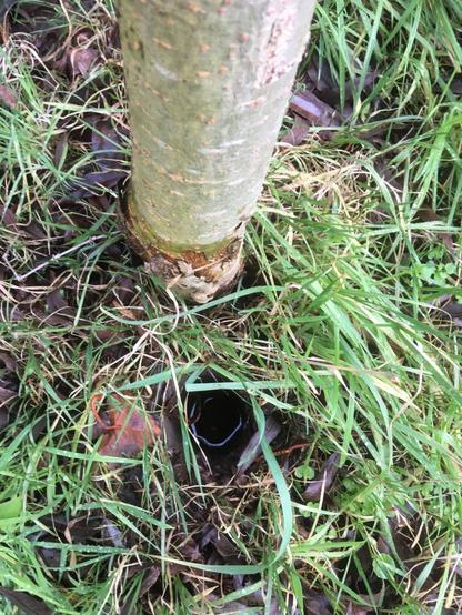 gat naast wilgenboom - opname spot van ondergrondse geluiden