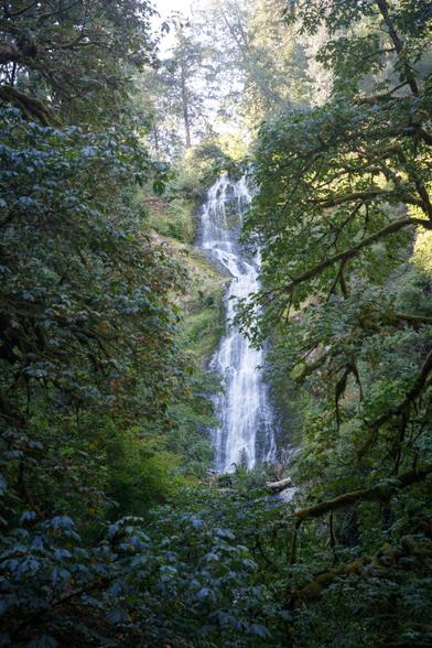 Bright white, narrow waterfall cascading down a near-vertical, mossy cliff - framed by deciduous trees in full leaf, trunks and branches covered in moss.