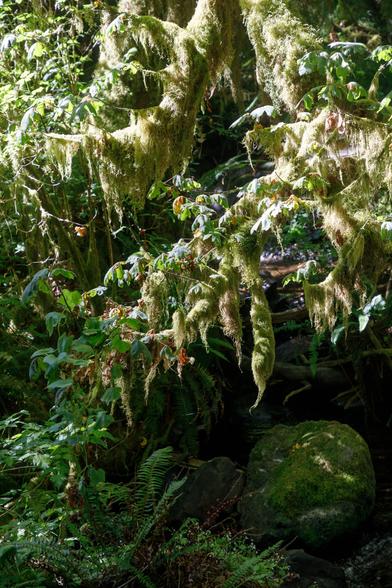 Sunlit, dense, pale yellow-green dreadlocks of moss covering twigs and narrow branches, dangling over a dark stream bed filled with ferns and rounded moss-covered boulders.