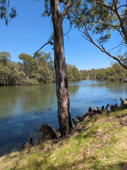 A tall yet thin eucalyptus tree sits on the banks of the Murray.