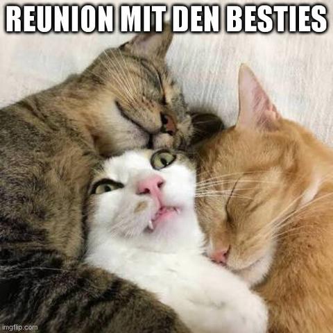 Kuschelnde Katzen, oben steht "Reunion mit den Besties".