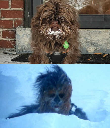 A very furry brown dog with snow on his face is being compared to Chewbacca on the ice planet Hoth from "The Empire Strikes Back".