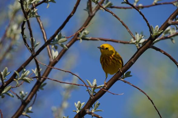 A small yellow warbler (bird) looking at the camera while sitting on a branch in the shade.