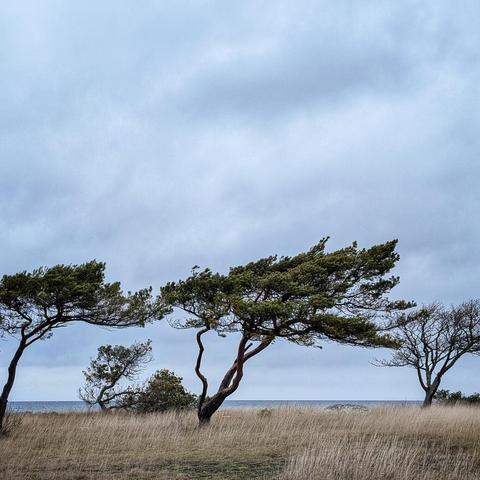 Trees swept into shape by strong winds that stand on sandy coloured grass. The clouds are grey.