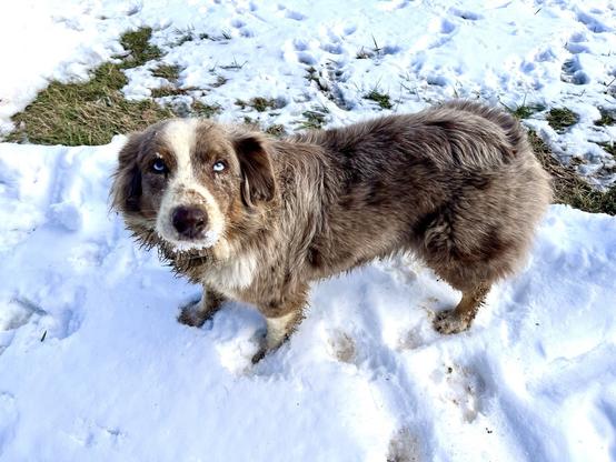 A fluffy, medium-sized dog with blue eyes stands on snowy ground, looking up. Its fur is a mix of brown and white, and there's some snow and mud around its muzzle and feet.