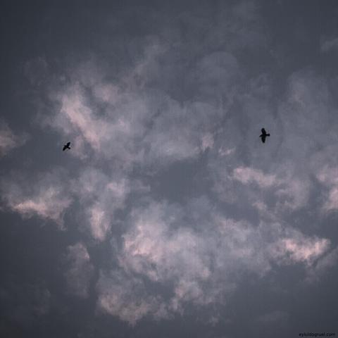 2 birds flying in front of clouds. eyluldogruel.com