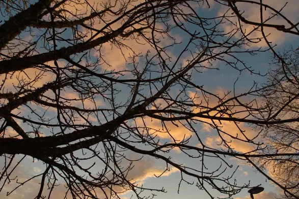 Un arbre sans feuilles, aux nombreuses branches, photographié d’en dessous. Ses branches sont très sombres. Derrière, le ciel bleu constellé de nuages jaune-orangé.