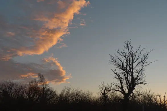 En bas : Le haut des arbres au loin. En haut à gauche, des nuages jaune-orangé. A droite, un arbre surplombe les autres et se détache dans le ciel.