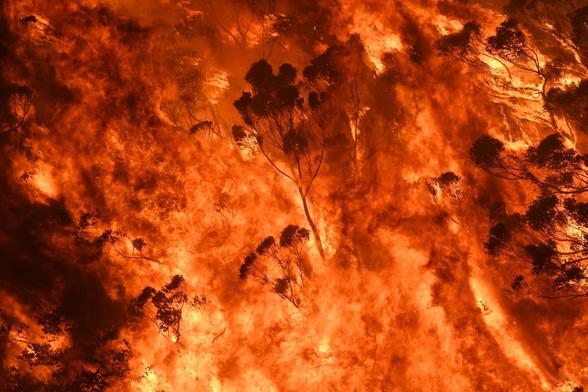 2019 news article photo showing ravaging bushfires burning tall eucalypt trees