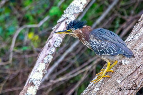 A striking heron with vibrant plumage rests on a sturdy tree branch surrounded by lush greenery. This moment captures the bird's keen focus and elegant poise, highlighting its yellow legs and striking features in a sunny natural habitat.
