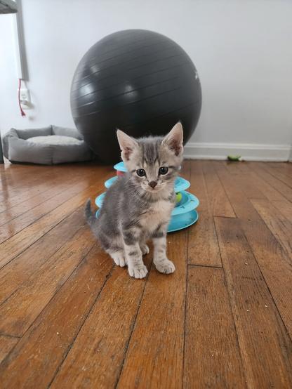 shorthaired tabby kitten looking off-camera and slightly sad.