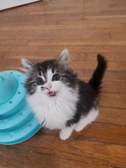 long-haired white and tabby kitten looking up at viewer with wide, crazed-looking eyes and mouth open mid-meow, exposing teefies.