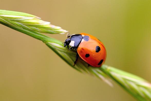Ladybird climbing up a tilted grass flower.