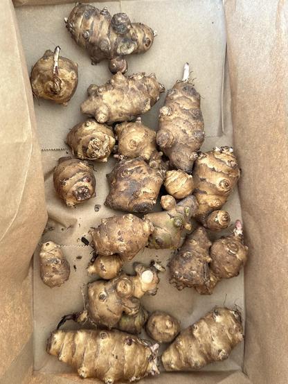 Jerusalem Artichoke tubers in a paper bag.
