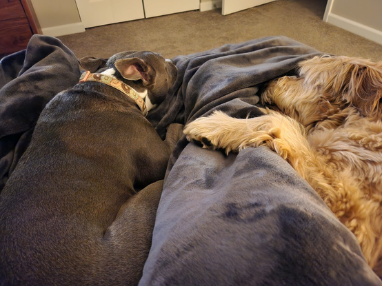 Cozy snuggle buddies: a grey pitbull on the left and a golden labradoodle on the right, curled up around their human's legs under a pile of blankets on the bed.