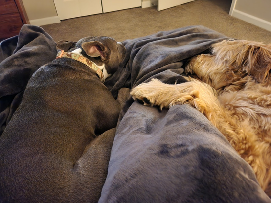 Cozy snuggle buddies: a grey pitbull on the left and a golden labradoodle on the right, curled up around their human's legs under a pile of blankets on the bed.