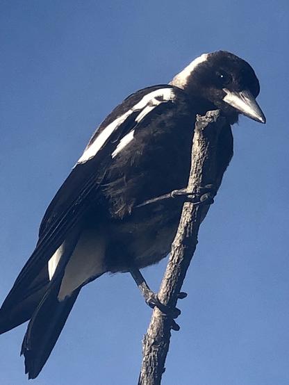 Early bird gets the early worm. 

Twiggy sitting in the posing tree this morning, waiting for me bring food.

A juvenile magpie perched on a branch against the early morning sky.