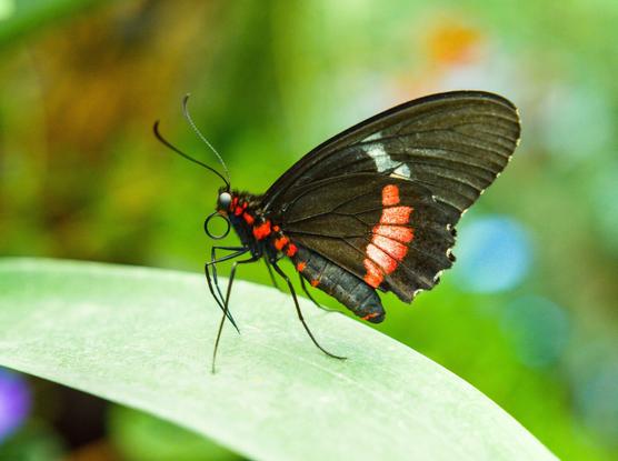Black butterfly in the butterfly house in icod de los vinos, tenerife