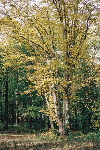 Baum mit gelben Blättern