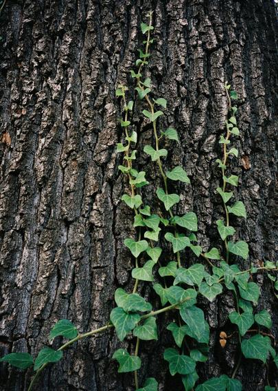 Blätter ranken sich an einem Baum nach oben.