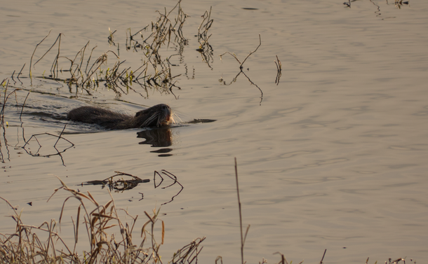 Un ragondin qui nage dans l'eau d'un étang.

A coypu swimming in a pond