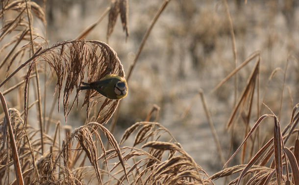Une mésange bleue accrochée à un roseau givré qui se plie. Derrière on devine un étang gelé.

A blue tit clinging to a frosted, bending reed. Behind it, a frozen pond.